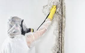 Best Asbestos and Lead Testing During Mold Inspection  in Cornelia, GA